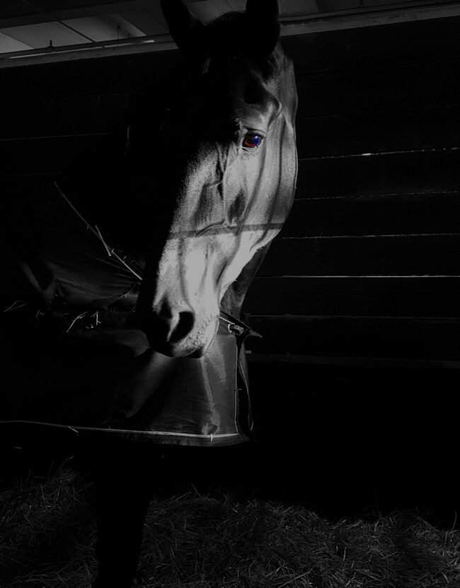 Horse in its stall
